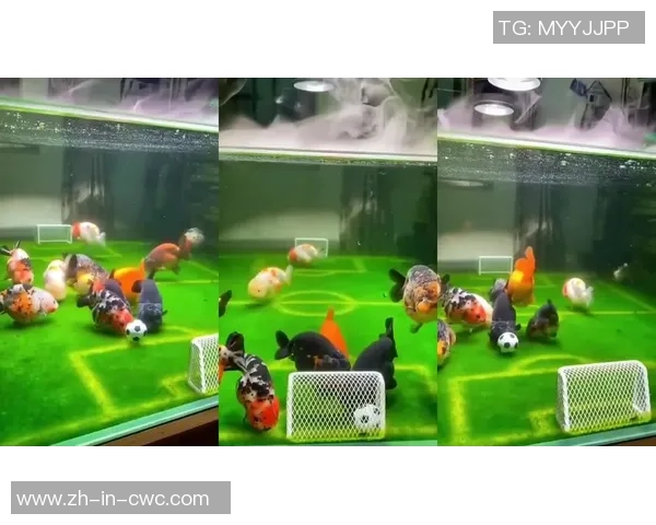 金鱼足球的奇妙世界探索与趣味比赛的完美结合